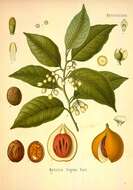 Image of nutmeg