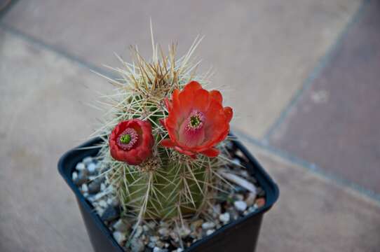 Image de Echinocereus coccineus subsp. coccineus