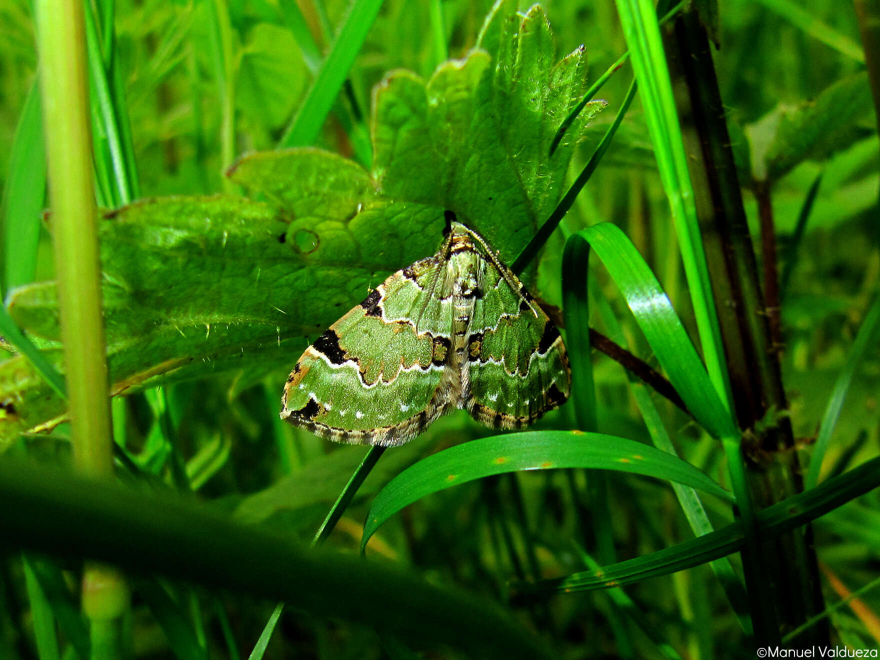 Colostygia pectinataria Knoch 1781 resmi