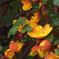 Image of California flannelbush