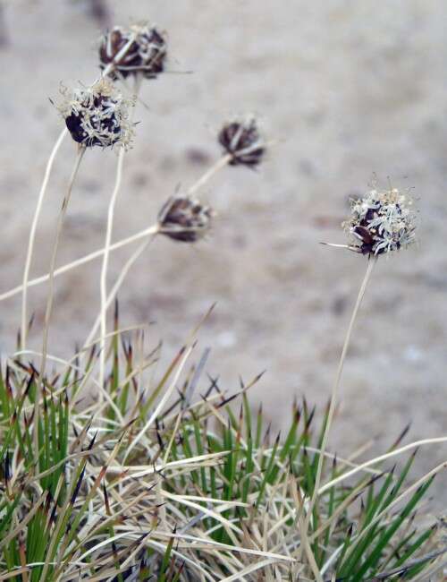 Image of Boryaceae