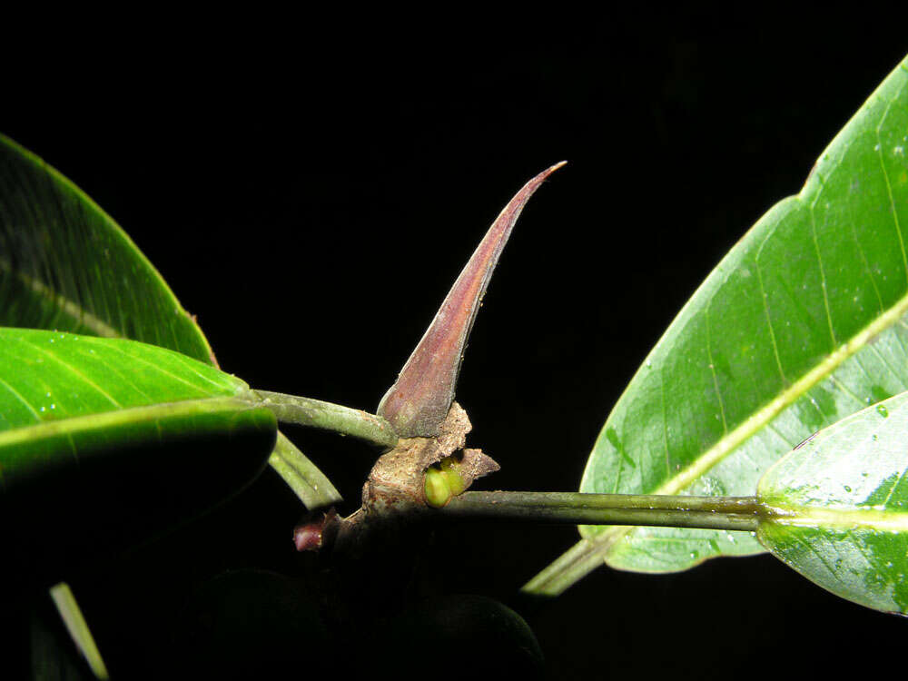 Image of Ficus paraensis (Miq) Miq.