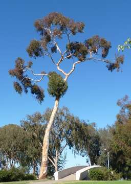 صورة Eucalyptus cladocalyx F. Müll.