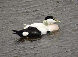 Image of Eider