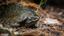 Image of Common Musk Turtle