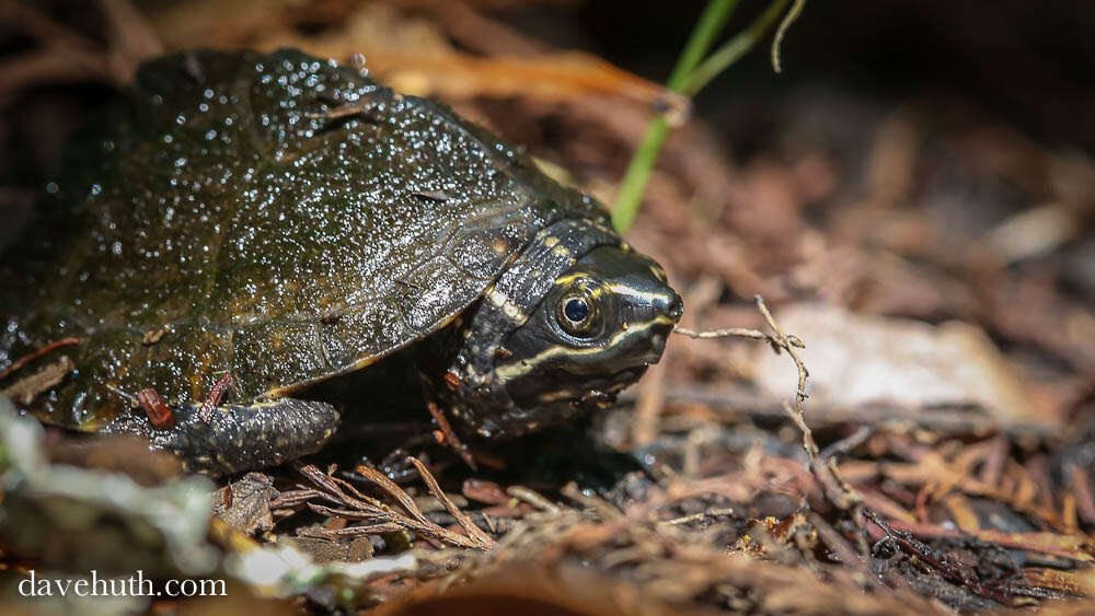 Image of Common Musk Turtle