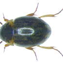 صورة Laccobius (Dimorpholaccobius) bipunctatus (Fabricius 1775)