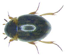 Laccobius (Dimorpholaccobius) bipunctatus (Fabricius 1775) resmi