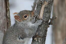 Image of Sciurus subgen. Sciurus Linnaeus 1758