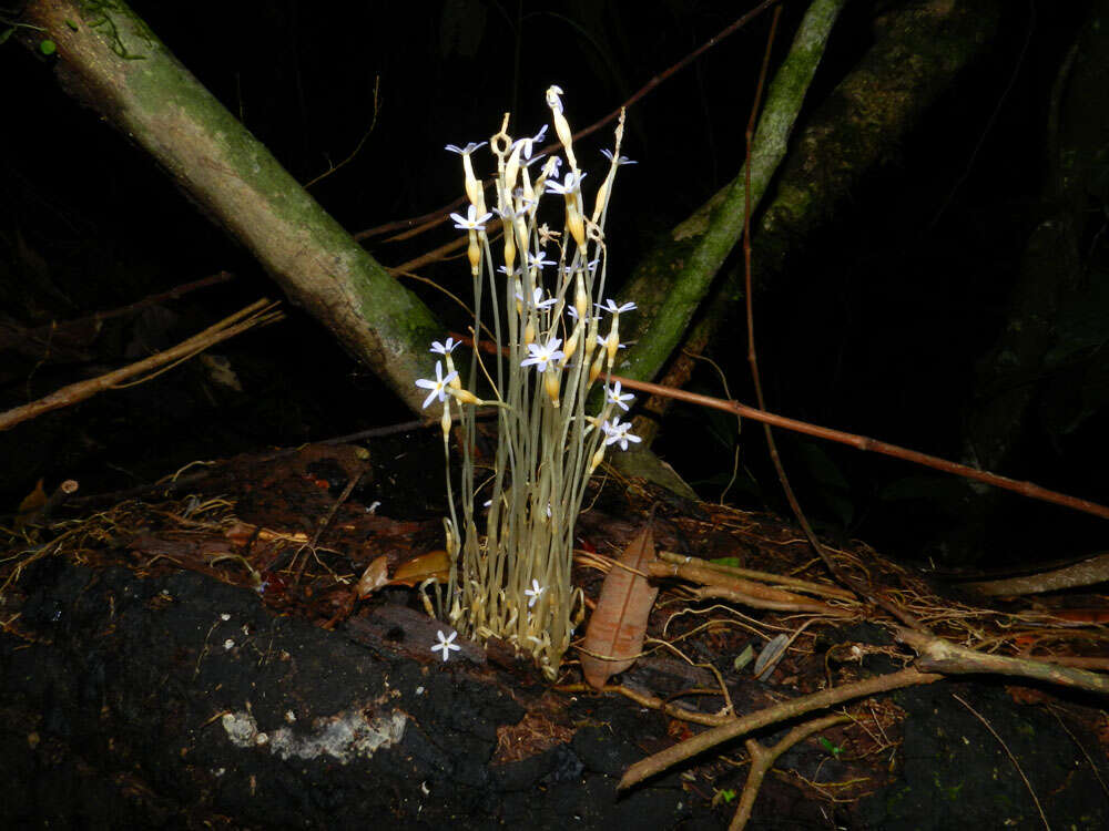 Image of ghostplant