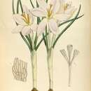 Imagem de Crocus etruscus Parl.