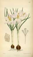 Image of Etruscan Crocus