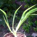 Sivun Gladiolus flanaganii Baker kuva