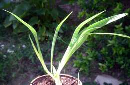 Image de Gladiolus flanaganii Baker