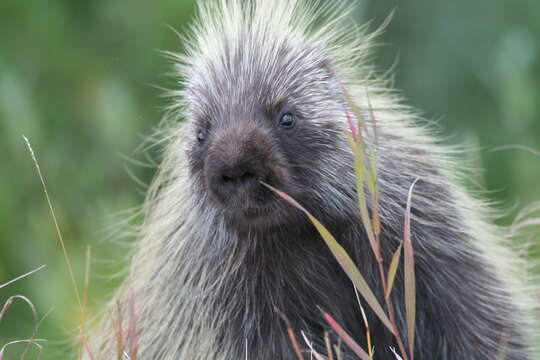 Image of North American porcupine