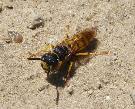 Image of European beewolf