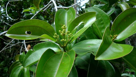 Image of Miconia cinnamomifolia (DC.) Naud.