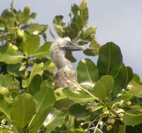 Image of Red-footed Booby