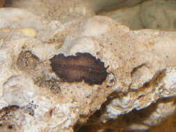 Image de Pseudocerotoidea