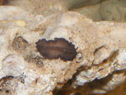 Image of Pseudobiceros