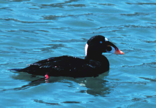 Image of scoter