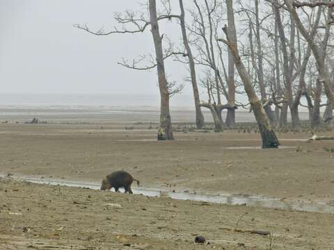 Image of Bearded Pig