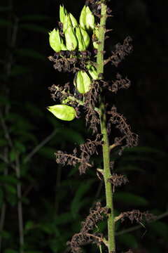 Image of Eupithecia veratraria Herrich-Schäffer