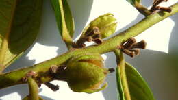 Image of Diospyros gaultheriifolia Mart. ex Miq.