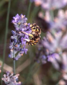 Image of Anthidium Fabricius 1804