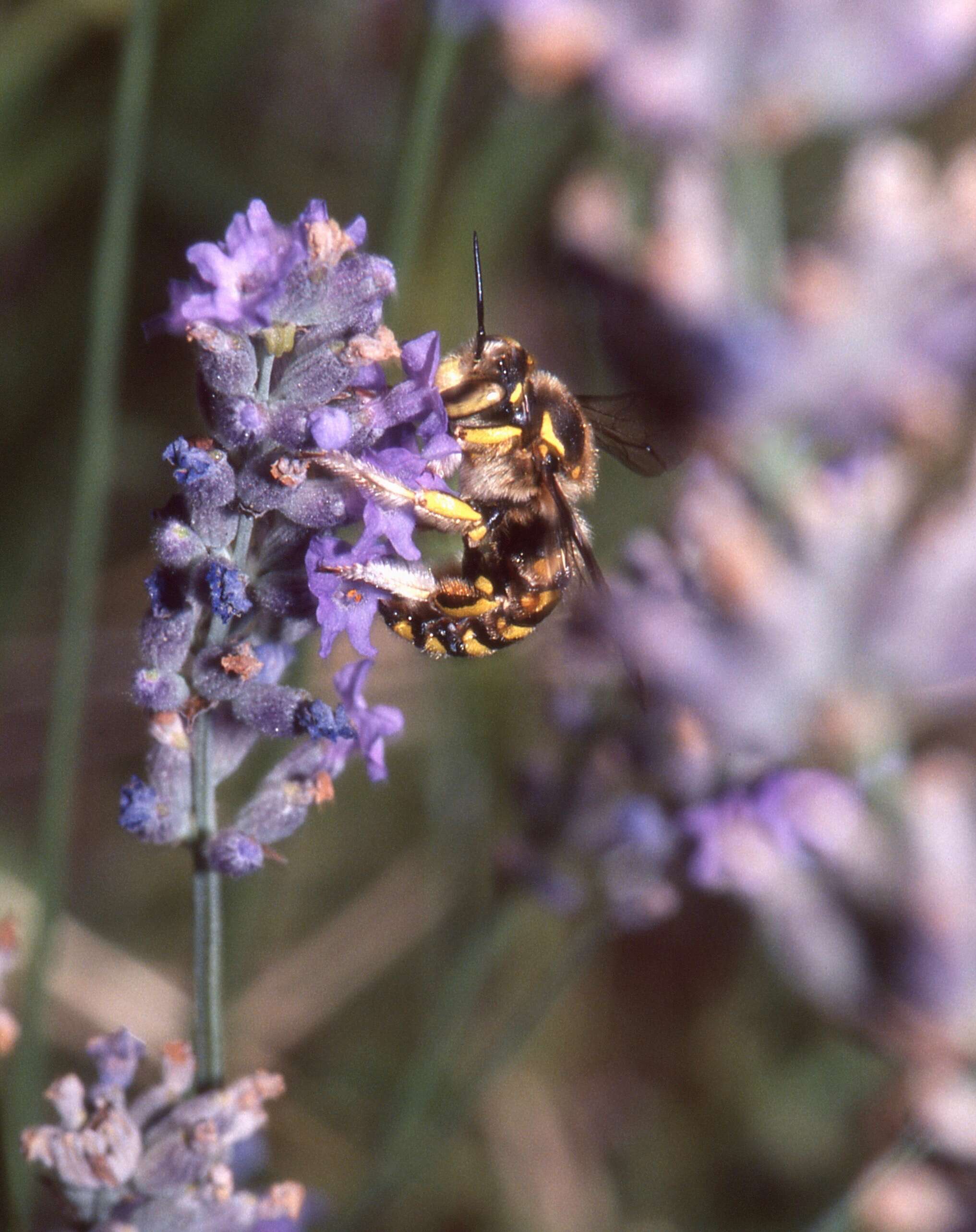 Imagem de Anthidium manicatum (Linnaeus 1758)