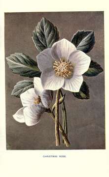 Image of black hellebore