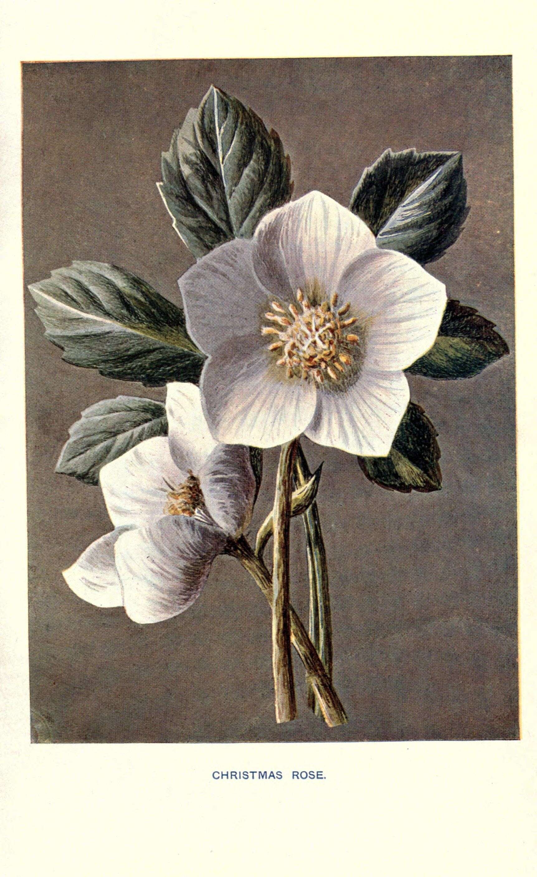 Image of Hellebore