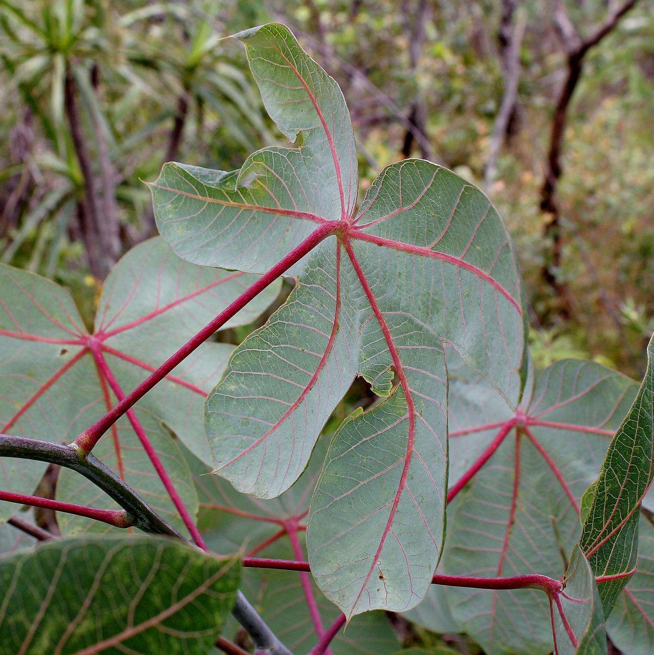 Image of Manihot quinqueloba Pohl