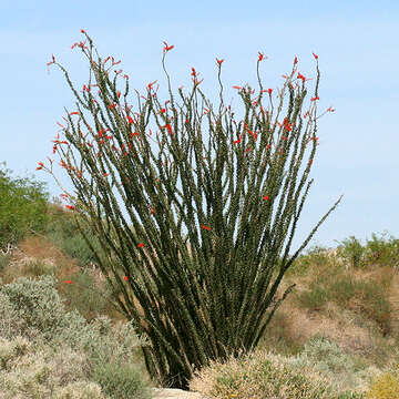 Image of ocotillo