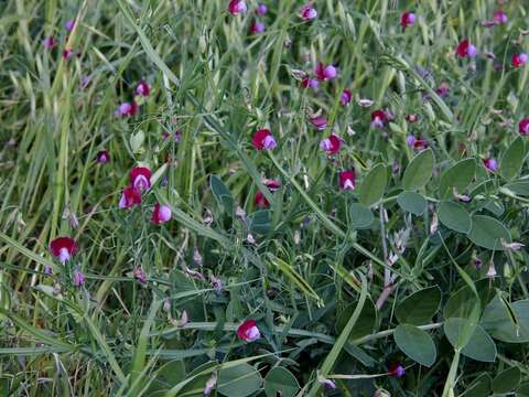 Imagem de Lathyrus clymenum L.