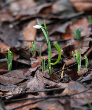 Image of Snowdrop