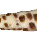 黑斑筍螺的圖片