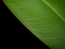 Image of wild plantain