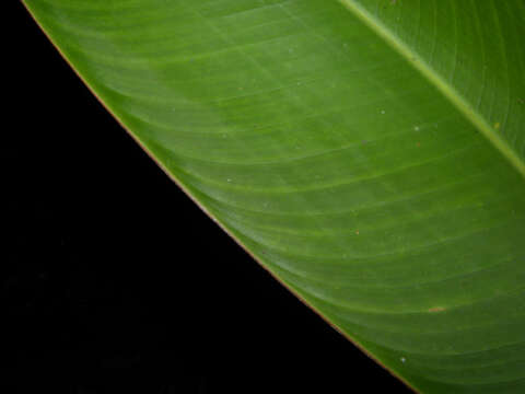 Image of wild plantain