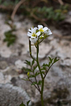 Image of Cardamine graeca L.