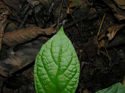 Image of Dorstenia choconiana S. Wats.