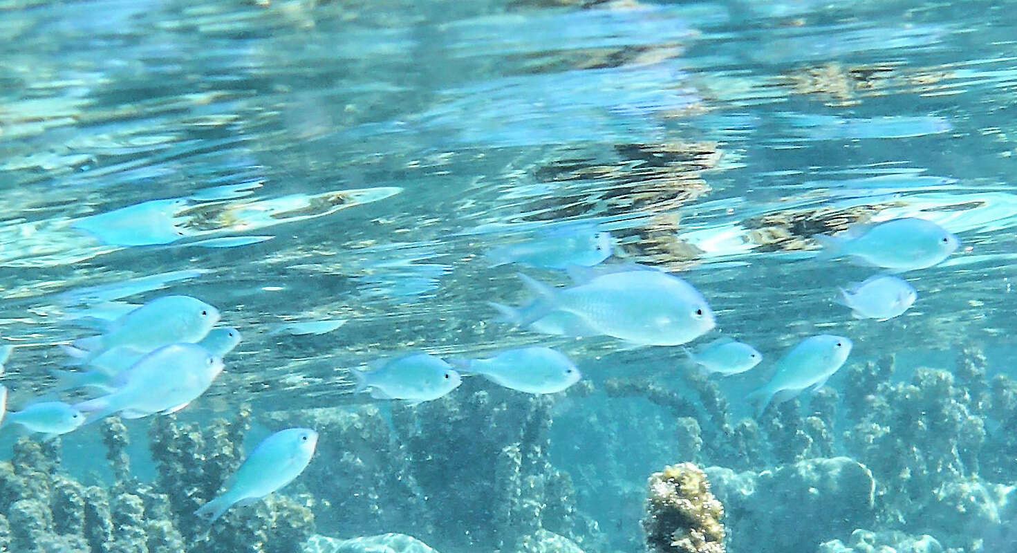 Image of Chromis Fishes