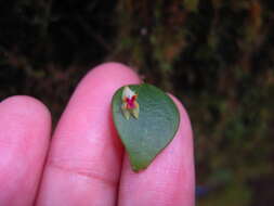 Image of Woodbury's babyboot orchid