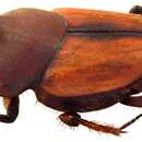 Image of Onthophagus (Trichonthophagus) dynastoides Arrow 1931