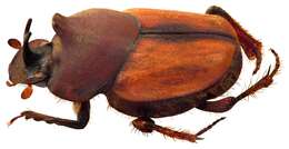 Image of Onthophagus (Trichonthophagus) dynastoides Arrow 1931