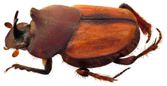 Sivun Onthophagus (Trichonthophagus) dynastoides Arrow 1931 kuva