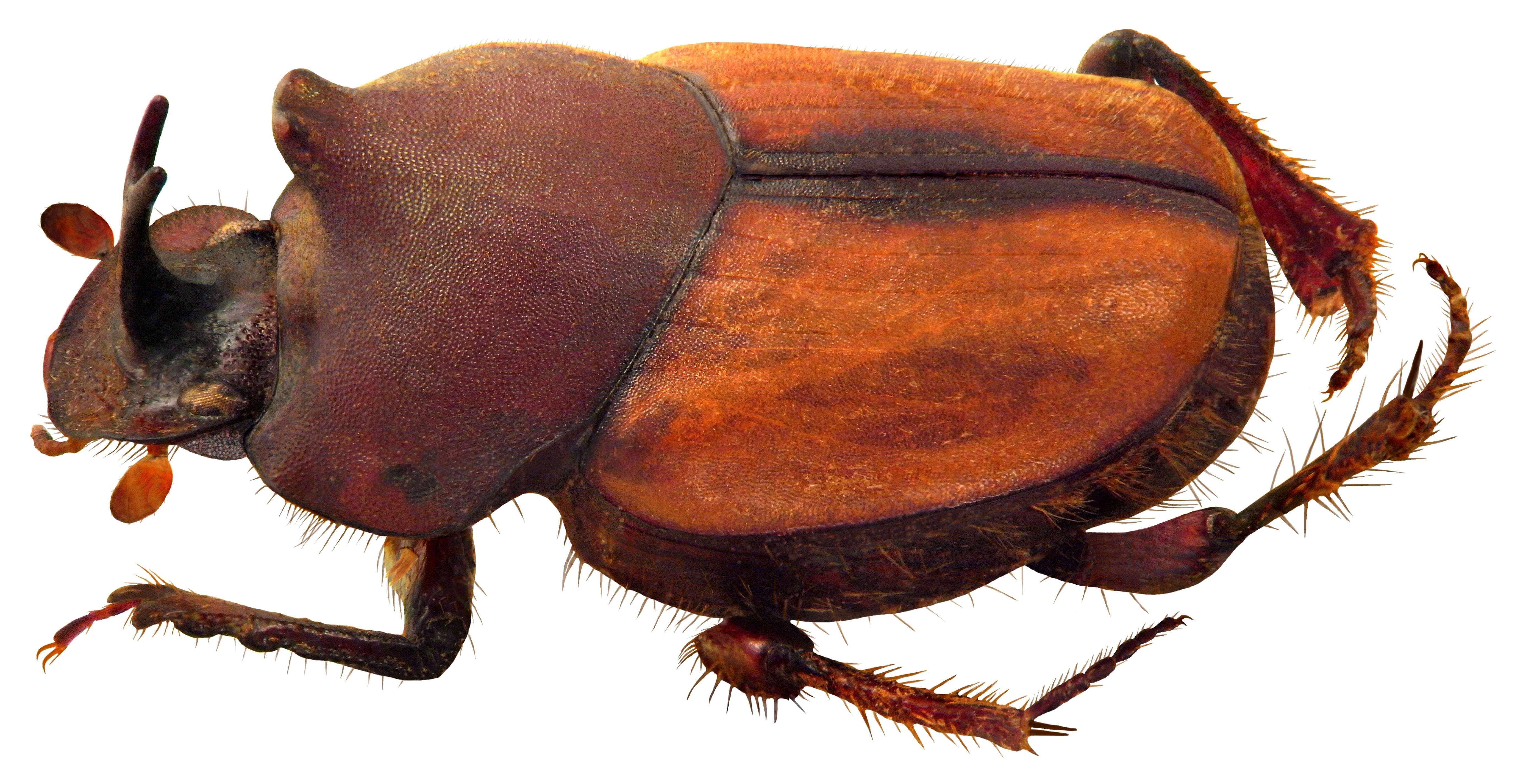 Image of Onthophagus (Trichonthophagus) dynastoides Arrow 1931