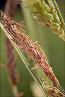 Image of distant sedge