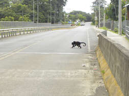 Image of Ecuadorian Mantled Howling Monkey