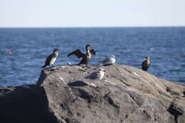 Image of Black Shag